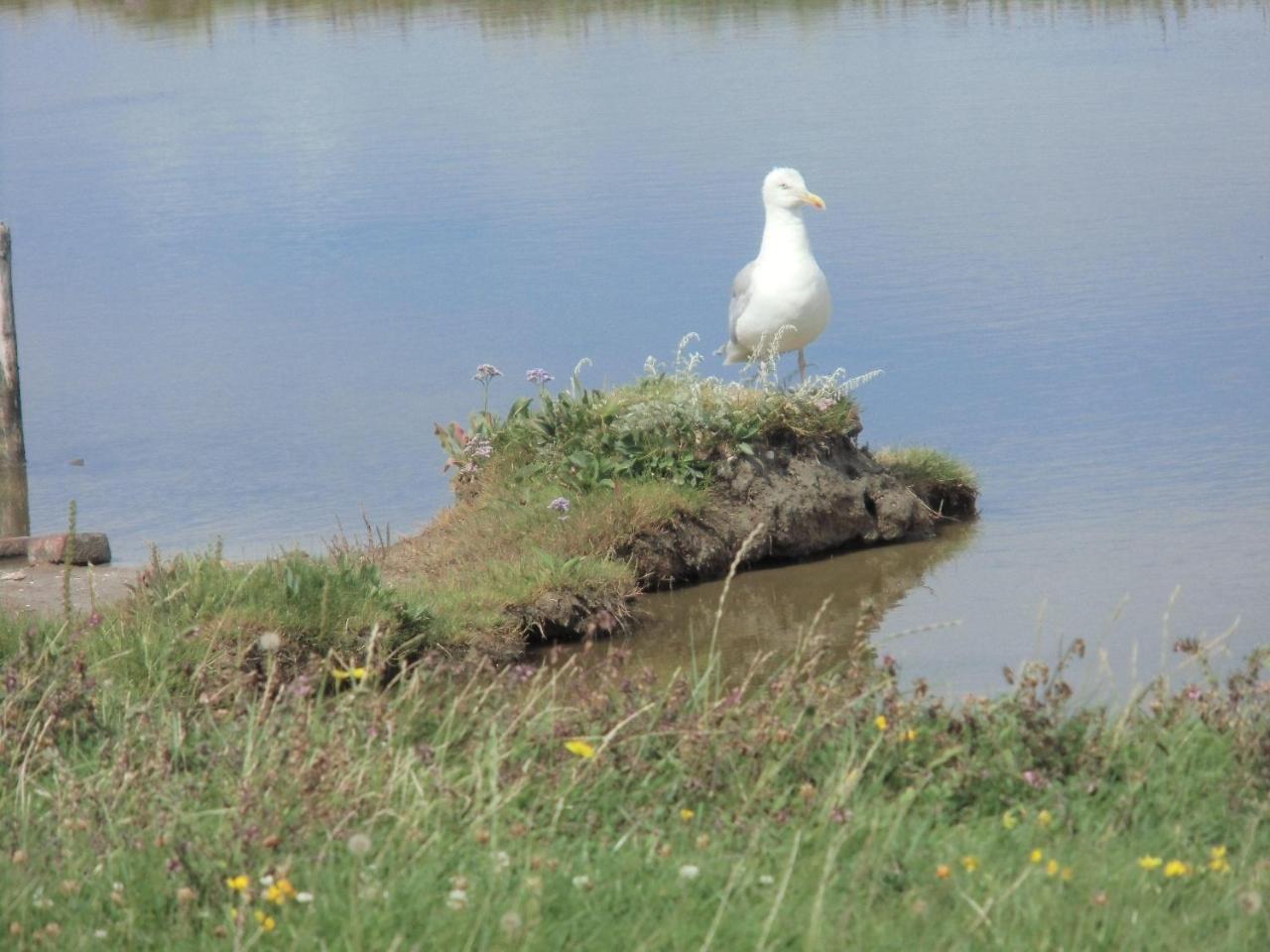 Haus-Halligblick-Ferienwohnung-Hamburger-Hallig Dagebüll Eksteriør bilde